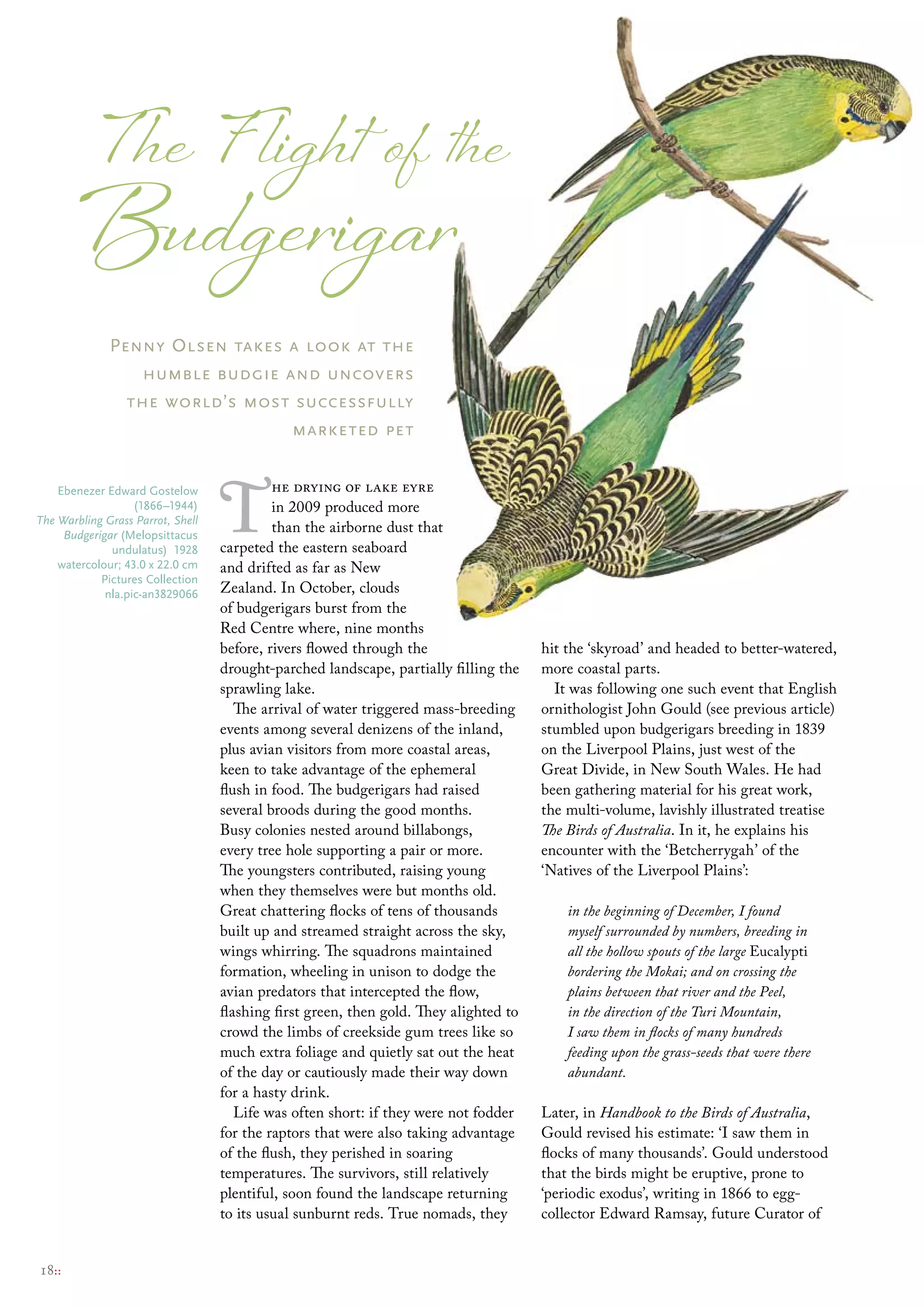 T he F light of the
        Budgerigar
              Penny Olsen takes a look at the
                  humble budgie and uncovers
                the world’s most successfully
                                 marketed pet




                                   T
    ebenezer edward Gostelow                he drying of lake eyre
                   (1866–1944)              in 2009 produced more
The Warbling Grass Parrot, Shell
     Budgerigar (melopsittacus
                                            than the airborne dust that
              undulatus) 1928      carpeted the eastern seaboard
    watercolour; 43.0 x 22.0 cm    and drifted as far as New
            Pictures collection
             nla.pic-an3829066     Zealand. In October, clouds
                                   of budgerigars burst from the
                                   Red Centre where, nine months
                                   before, rivers flowed through the                   hit the ‘skyroad’ and headed to better-watered,
                                   drought-parched landscape, partially filling the    more coastal parts.
                                   sprawling lake.                                       It was following one such event that English
                                      The arrival of water triggered mass-breeding     ornithologist John Gould (see previous article)
                                   events among several denizens of the inland,        stumbled upon budgerigars breeding in 1839
                                   plus avian visitors from more coastal areas,        on the Liverpool Plains, just west of the
                                   keen to take advantage of the ephemeral             Great Divide, in New South Wales. He had
                                   flush in food. The budgerigars had raised           been gathering material for his great work,
                                   several broods during the good months.              the multi-volume, lavishly illustrated treatise
                                   Busy colonies nested around billabongs,             The Birds of Australia. In it, he explains his
                                   every tree hole supporting a pair or more.          encounter with the ‘Betcherrygah’ of the
                                   The youngsters contributed, raising young           ‘Natives of the Liverpool Plains’:
                                   when they themselves were but months old.
                                   Great chattering flocks of tens of thousands            in the beginning of December, I found
                                   built up and streamed straight across the sky,          myself surrounded by numbers, breeding in
                                   wings whirring. The squadrons maintained                all the hollow spouts of the large Eucalypti
                                   formation, wheeling in unison to dodge the              bordering the Mokai; and on crossing the
                                   avian predators that intercepted the flow,              plains between that river and the Peel,
                                   flashing first green, then gold. They alighted to       in the direction of the Turi Mountain,
                                   crowd the limbs of creekside gum trees like so          I saw them in flocks of many hundreds
                                   much extra foliage and quietly sat out the heat         feeding upon the grass-seeds that were there
                                   of the day or cautiously made their way down            abundant.
                                   for a hasty drink.
                                      Life was often short: if they were not fodder    Later, in Handbook to the Birds of Australia,
                                   for the raptors that were also taking advantage     Gould revised his estimate: ‘I saw them in
                                   of the flush, they perished in soaring              flocks of many thousands’. Gould understood
                                   temperatures. The survivors, still relatively       that the birds might be eruptive, prone to
                                   plentiful, soon found the landscape returning       ‘periodic exodus’, writing in 1866 to egg-
                                   to its usual sunburnt reds. True nomads, they       collector Edward Ramsay, future Curator of


18::
 