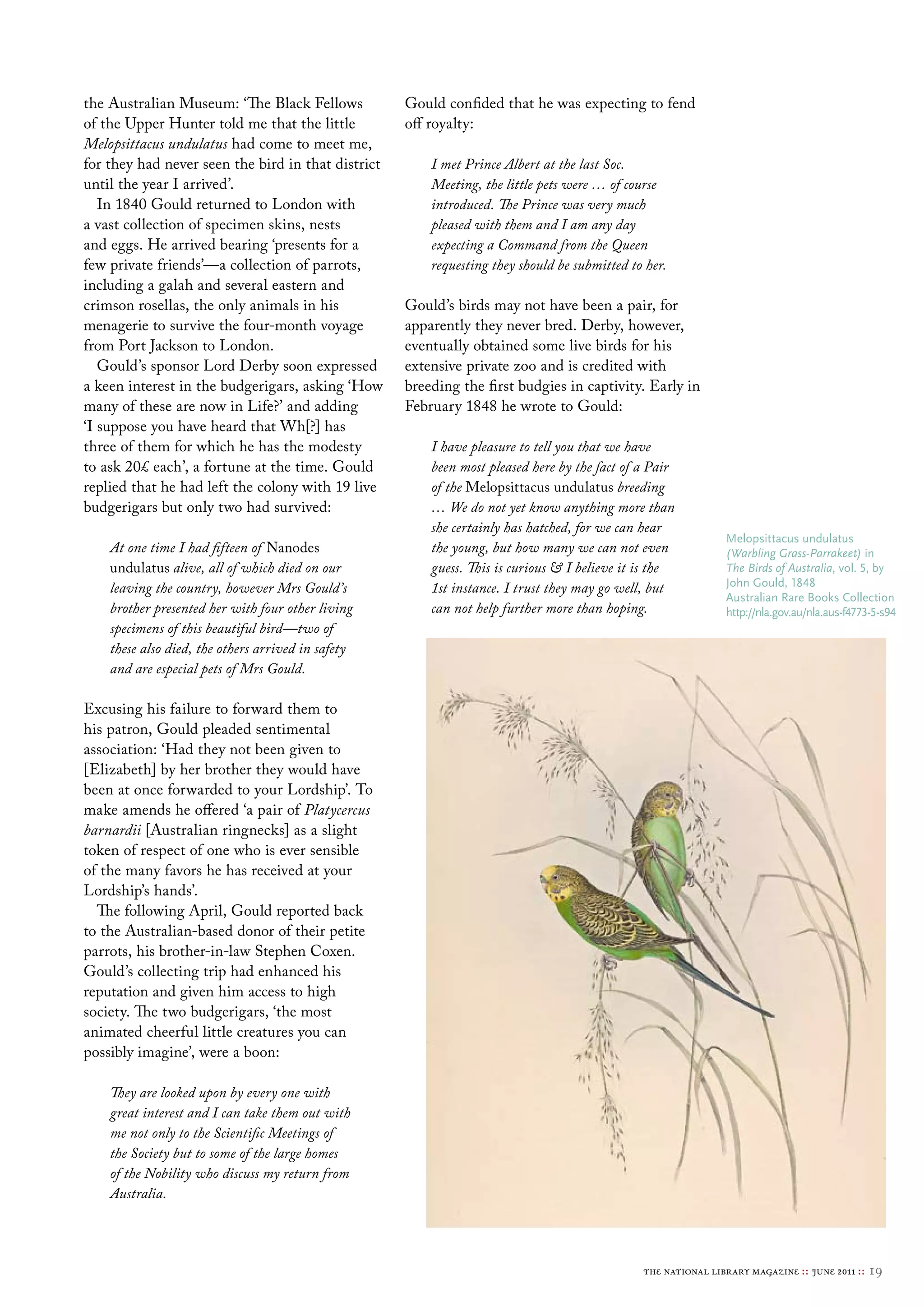 the Australian Museum: ‘The Black Fellows           Gould confided that he was expecting to fend
of the Upper Hunter told me that the little         off royalty:
Melopsittacus undulatus had come to meet me,
for they had never seen the bird in that district       I met Prince Albert at the last Soc.
until the year I arrived’.                              Meeting, the little pets were … of course
   In 1840 Gould returned to London with                introduced. The Prince was very much
a vast collection of specimen skins, nests              pleased with them and I am any day
and eggs. He arrived bearing ‘presents for a            expecting a Command from the Queen
few private friends’—a collection of parrots,           requesting they should be submitted to her.
including a galah and several eastern and
crimson rosellas, the only animals in his           Gould’s birds may not have been a pair, for
menagerie to survive the four-month voyage          apparently they never bred. Derby, however,
from Port Jackson to London.                        eventually obtained some live birds for his
   Gould’s sponsor Lord Derby soon expressed        extensive private zoo and is credited with
a keen interest in the budgerigars, asking ‘How     breeding the first budgies in captivity. Early in
many of these are now in Life?’ and adding          February 1848 he wrote to Gould:
‘I suppose you have heard that Wh[?] has
three of them for which he has the modesty              I have pleasure to tell you that we have
to ask 20£ each’, a fortune at the time. Gould          been most pleased here by the fact of a Pair
replied that he had left the colony with 19 live        of the Melopsittacus undulatus breeding
budgerigars but only two had survived:                  … We do not yet know anything more than
                                                        she certainly has hatched, for we can hear
                                                                                                              melopsittacus undulatus
    At one time I had fifteen of Nanodes                the young, but how many we can not even               (Warbling Grass-Parrakeet) in
    undulatus alive, all of which died on our           guess. This is curious & I believe it is the          The Birds of Australia, vol. 5, by
    leaving the country, however Mrs Gould’s            1st instance. I trust they may go well, but           John Gould, 1848
                                                                                                              Australian rare books collection
    brother presented her with four other living        can not help further more than hoping.                http://nla.gov.au/nla.aus-f4773-5-s94
    specimens of this beautiful bird—two of
    these also died, the others arrived in safety
    and are especial pets of Mrs Gould.

Excusing his failure to forward them to
his patron, Gould pleaded sentimental
association: ‘Had they not been given to
[Elizabeth] by her brother they would have
been at once forwarded to your Lordship’. To
make amends he offered ‘a pair of Platycercus
barnardii [Australian ringnecks] as a slight
token of respect of one who is ever sensible
of the many favors he has received at your
Lordship’s hands’.
  The following April, Gould reported back
to the Australian-based donor of their petite
parrots, his brother-in-law Stephen Coxen.
Gould’s collecting trip had enhanced his
reputation and given him access to high
society. The two budgerigars, ‘the most
animated cheerful little creatures you can
possibly imagine’, were a boon:

    They are looked upon by every one with
    great interest and I can take them out with
    me not only to the Scientific Meetings of
    the Society but to some of the large homes
    of the Nobility who discuss my return from
    Australia.




                                                                                              the national library magazine :: june 2011 ::   19
 