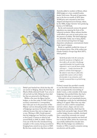 Australia added to numbers in Britain, where
                                                                                   2000 budgies at a time crowded London
                                                                                   dealers’ bird rooms. The peak of importation
                                                                                   was in the first six months of 1879, when
                                                                                   50 000 pairs were estimated to have been
                                                                                   shipped and dispersed across Europe, where,
                                                                                   by the 1880s, budgie ‘factories’ were producing
                                                                                   batches of 15 000 birds.
                                                                                     By the mid-nineteenth century the general
                                                                                   population was enjoying the fruits of the
                                                                                   industrial revolution. Many ordinary families
                                                                                   could afford a pet, even an exotic parrot, once
                                                                                   the preserve of nobility. The little budgerigar
                                                                                   was affordable, hardy, easy to keep, playful,
                                                                                   social, devoted and long-lived. Its happy
                                                                                   disposition and pleasant, conversational chatter
                                                                                   made it good company.
                                                                                     Books on cagebirds extolled the virtues of
                                                                                   the miniature parrot. One of the earliest was
                                                                                   Charles Gedney’s Foreign Cage Birds (1877),
                                                                                   which gushed:

                                                                                       Of all the parrakeet tribe this variety has
                                                                                       found the most favour in England, and
                                                                                       deservedly so, for not only is the plumage
                                                                                       exquisitely beautiful, but its gentle loving
                                                                                       disposition is sure to win the hearts of those
                                                                                       who keep it … Lately it has become the
                                                                                       fashion to call these birds budgerigars …
                                                                                       By whatever name they are called, these
                                                                                       graceful little creatures will ever hold a
                                                                                       foremost place in my estimation, and I
                                                                                       heartily recommend them to my bird-loving
                                                                                       readers.

                                                                                   Gedney’s manual also provided a remedy
        Neville William cayley   Derby’s pair hatched two chicks but they did      to cure the birds of the diarrhoea that so
                  (1886–1950)    not survive to fledging. About the third day of   often accompanied the overcrowding of
    Budgerigar (melopsittacus
            undulatus) 1930s     March, Derby informed Gould: ‘I am sorry to       dealers’ rooms, a sober reminder of the many
   watercolour; 54.0 x 36.5 cm   tell you both my little Melopsittaci have died    budgerigars that perished before they had a
           Pictures collection
            nla.pic-an7021891
                                 but they are preserved in the Museum’.            chance to find a place in someone’s heart.
                                   Within a few years the Queen had her              Although it was not immediately known,
                                 budgies, as she does today. In 1845, Gould’s      the budgerigar could also be individualised,
                                 secretary commented to a correspondent            adding to its appeal. More than any other
                                 that ‘a fine pair are in the possession of Her    animal, its colour could be manipulated,
                                 Majesty’ and was dissuading further collection    and new colours, shapes and sizes were
                                 of budgerigar specimens by Gould’s Australian     developed intermittently, which kept the
                                 collectors because they were no longer new        market fresh and profits high. Around 1870,
                                 or rare. Writing in 1865, Gould reported          a yellow budgie became available, developed
                                 that the budgerigar was ‘bred here as readily     from a natural but extremely rare variant.
                                 as the Canary’. Contrary to what he had           The coveted sky blue mutation was bred and
                                 assured Derby in 1840, he added: ‘I believe       lost in the late 1870s, before the variant was
                                 I was one of the first who introduced living      successfully stabilised four decades later.
                                 examples to this country, having succeeded in     When the blue budgie was exhibited in
                                 bringing home several on my return in 1840’.      London in 1910, it caused a sensation among
                                 By this time, nearly every ship from southern     aviculturists and the public.


20::
 