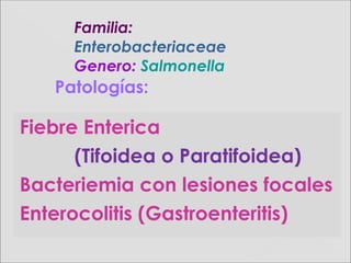 Fiebre Enterica
(Tifoidea o Paratifoidea)
Bacteriemia con lesiones focales
Enterocolitis (Gastroenteritis)
Familia:Familia:
EnterobacteriaceaeEnterobacteriaceae
Genero:Genero: SalmonellaSalmonella
Patologías:
 