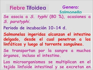 Fiebre Tifoidea Genero:Genero:
SalmonellaSalmonella
Se asocia a S. typhi (80 %), ocasiones a
S. paratyphi.
Periodo de incubación 10-14 d.
Salmonelas ingeridas alcanzan el intestino
delgado, desde el cual penetran a los
linfáticos y luego al torrente sanguíneo.
Se transportan por la sangre a muchos
órganos, incluso el intestino.
Los microorganismos se multiplican en el
tejido linfoide intestinal y se excretan en
 