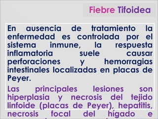 En ausencia de tratamiento la
enfermedad es controlada por el
sistema inmune, la respuesta
inflamatoria suele causar
perforaciones y hemorragias
intestinales localizadas en placas de
Peyer.
Las principales lesiones son
hiperplasia y necrosis del tejido
linfoide (placas de Peyer), hepatitis,
necrosis focal del hígado e
Fiebre Tifoidea
 