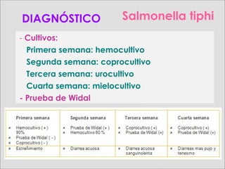 Salmonella tiphi
- Cultivos:
Primera semana: hemocultivo
Segunda semana: coprocultivo
Tercera semana: urocultivo
Cuarta semana: mielocultivo
- Prueba de Widal
DIAGNÓSTICO
 