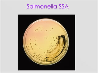 Salmonella SSA
 