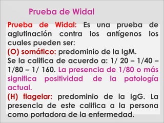 Prueba de Widal: Es una prueba de
aglutinación contra los antígenos los
cuales pueden ser:
(O) somático: predominio de la IgM.
Se la califica de acuerdo a: 1/ 20 – 1/40 –
1/80 – 1/ 160. La presencia de 1/80 o más
significa positividad de la patología
actual.
(H) flagelar: predominio de la IgG. La
presencia de este califica a la persona
como portadora de la enfermedad.
Prueba de Widal
 