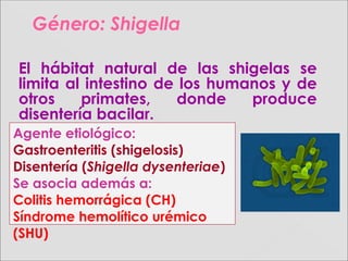 Género:Género: ShigellaShigella
El hábitat natural de las shigelas se
limita al intestino de los humanos y de
otros primates, donde produce
disentería bacilar.
Agente etiológico:
Gastroenteritis (shigelosis)
Disentería (Shigella dysenteriae)
Se asocia además a:
Colitis hemorrágica (CH)
Síndrome hemolítico urémico
(SHU)
 
