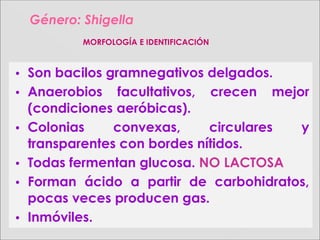• Son bacilos gramnegativos delgados.
• Anaerobios facultativos, crecen mejor
(condiciones aeróbicas).
• Colonias convexas, circulares y
transparentes con bordes nítidos.
• Todas fermentan glucosa. NO LACTOSA
• Forman ácido a partir de carbohidratos,
pocas veces producen gas.
• Inmóviles.
Género:Género: ShigellaShigella
MORFOLOGÍA E IDENTIFICACIÓN
 
