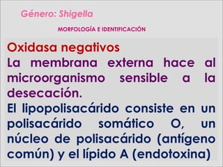 Género:Género: ShigellaShigella
MORFOLOGÍA E IDENTIFICACIÓN
Oxidasa negativos
La membrana externa hace al
microorganismo sensible a la
desecación.
El lipopolisacárido consiste en un
polisacárido somático O, un
núcleo de polisacárido (antígeno
común) y el lípido A (endotoxina)
 