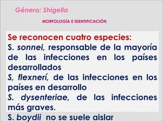 Género:Género: ShigellaShigella
MORFOLOGÍA E IDENTIFICACIÓN
Se reconocen cuatro especies:
S. sonnei, responsable de la mayoría
de las infecciones en los países
desarrollados
S, flexnerí, de las infecciones en los
países en desarrollo
S. dysenteriae, de las infecciones
más graves.
S. boydii no se suele aislar
 