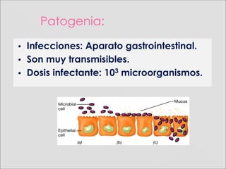 Patogenia:
• Infecciones: Aparato gastrointestinal.
• Son muy transmisibles.
• Dosis infectante: 103 microorganismos.
 