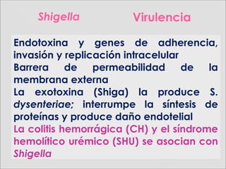 ShigellaShigella
Endotoxina y genes de adherencia,
invasión y replicación intracelular
Barrera de permeabilidad de la
membrana externa
La exotoxina (Shiga) la produce S.
dysenteriae; interrumpe la síntesis de
proteínas y produce daño endotelial
La colitis hemorrágica (CH) y el síndrome
hemolítico urémico (SHU) se asocian con
Shigella
Virulencia
 