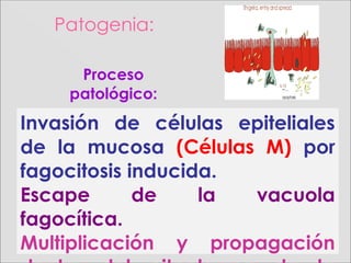 Patogenia:
Invasión de células epiteliales
de la mucosa (Células M) por
fagocitosis inducida.
Escape de la vacuola
fagocítica.
Multiplicación y propagación
Proceso
patológico:
 