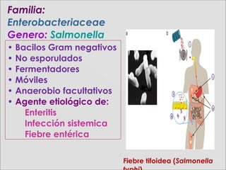 • Bacilos Gram negativos
• No esporulados
• Fermentadores
• Móviles
• Anaerobio facultativos
• Agente etiológico de:
Enteritis
Infección sistemica
Fiebre entérica
Fiebre tifoidea (Salmonella
Familia:Familia:
EnterobacteriaceaeEnterobacteriaceae
Genero:Genero: SalmonellaSalmonella
 