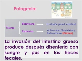 La invasión del intestino grueso
produce después disentería con
sangre y pus en las heces
fecales.
Patogenia:
 