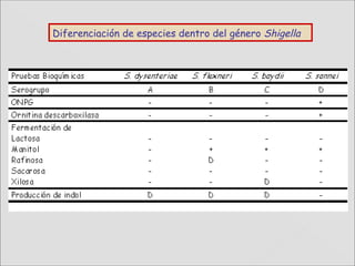  
Diferenciación de especies dentro del género Shigella
 