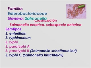 Clasificación
Salmonella enterica, subespecie enterica
Serotipos
S. enteritidis
S. typhimurium
S. typhi
S. paratyphi A
S. paratyphi B (Salmonella schottmuelleri)
S. typhi C (Salmonella hirschfeldii)
Familia:Familia:
EnterobacteriaceaeEnterobacteriaceae
Genero:Genero: SalmonellaSalmonella
 
