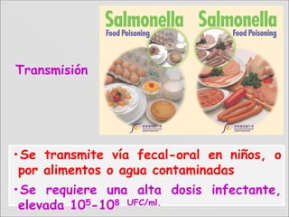 •Se transmite vía fecal-oral en niños, o
por alimentos o agua contaminadas
•Se requiere una alta dosis infectante,
elevada 105-108 UFC/ml.
TransmisiónTransmisión
 