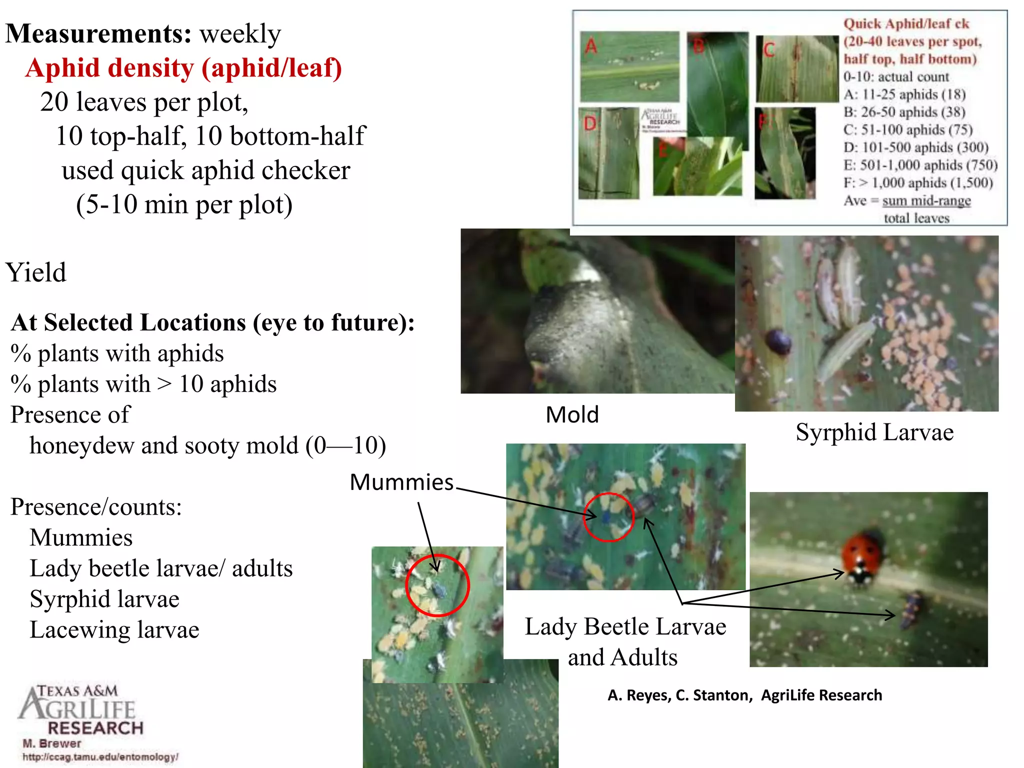 Forget Pesticides! Spiders Are Your Natural Aphid Control - xvtmjpl