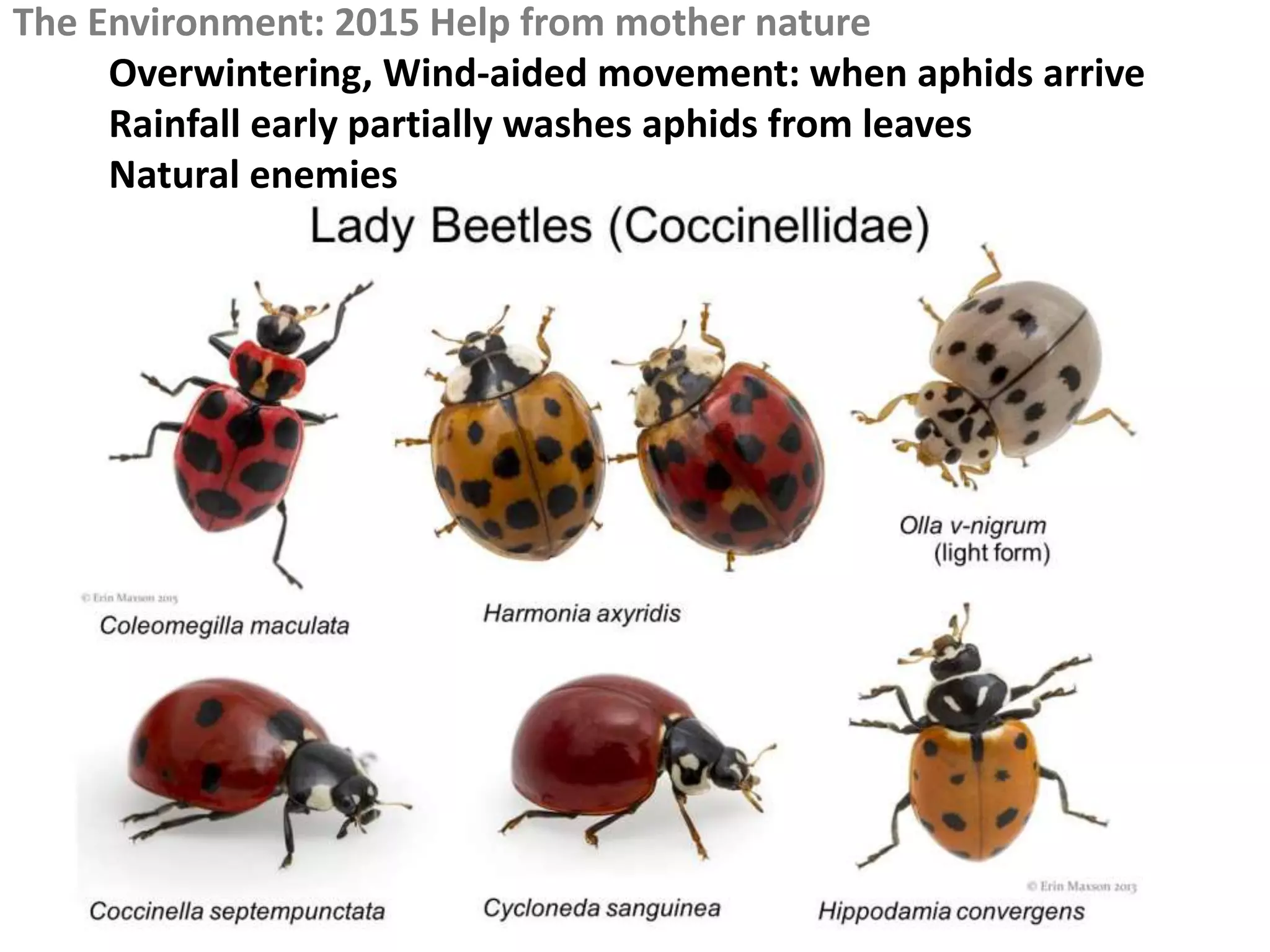 Natural enemies of Sugarcane Aphid | PPT
