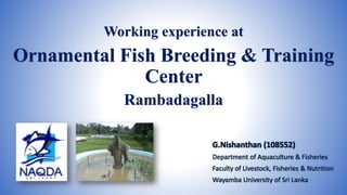 Working experience at
Ornamental Fish Breeding & Training
Center
Rambadagalla
G.Nishanthan (108552)
Department of Aquaculture & Fisheries
Faculty of Livestock, Fisheries & Nutrition
Wayamba University of Sri Lanka
 
