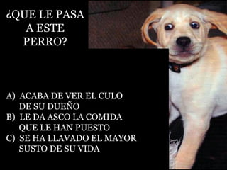 ¿QUE LE PASA A ESTE  PERRO? A)  ACABA DE VER EL CULO DE SU DUEÑO B)  LE DA ASCO LA COMIDA  QUE LE HAN PUESTO C)  SE HA LLAVADO EL MAYOR SUSTO DE SU VIDA 