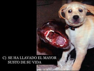 C)  SE HA LLAVADO EL MAYOR SUSTO DE SU VIDA 