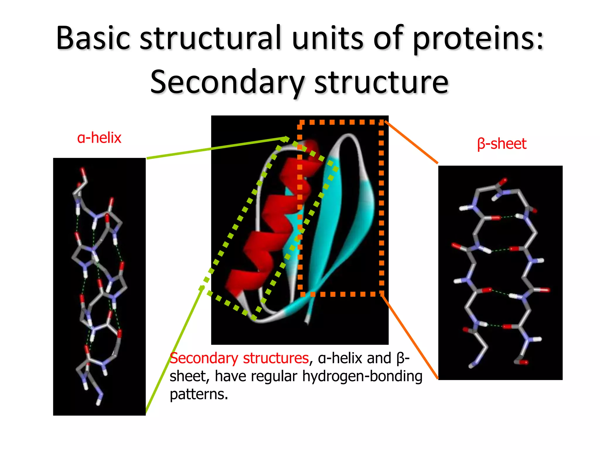 Basic structural units of proteins:
Secondary structure
α-helix β-sheet
Secondary structures, α-helix and β-
sheet, have regular hydrogen-bonding
patterns.
 