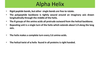 • Rigid peptide bonds, but other single bonds are free to rotate.
• The polypeptide backbone is tightly wound around an imaginary axis drawn
longitudinally through the middle of the helix.
• The R groups of the amino acids all protrude outward from the helical backbone.
• Repeating unit is a single turn of the helix which extends about 5.4ͦ along the long
axis.
• The helix makes a complete turn every 3.6 amino acids.
• The helical twist of α helix found in all proteins is right handed.
Alpha Helix
 
