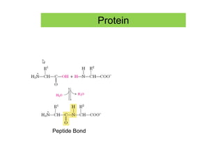 Protein
Peptide Bond
 