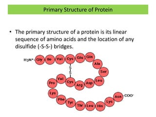 Primary Structure of Protein
• The primary structure of a protein is its linear
sequence of amino acids and the location of any
disulfide (-S-S-) bridges.
 
