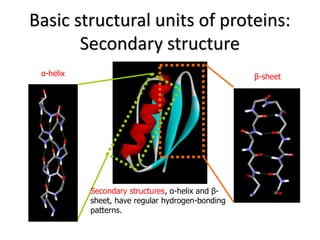 Basic structural units of proteins:
Secondary structure
α-helix β-sheet
Secondary structures, α-helix and β-
sheet, have regular hydrogen-bonding
patterns.
 