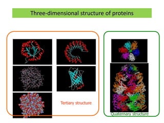 Three-dimensional structure of proteins
Tertiary structure
Quaternary structure
 