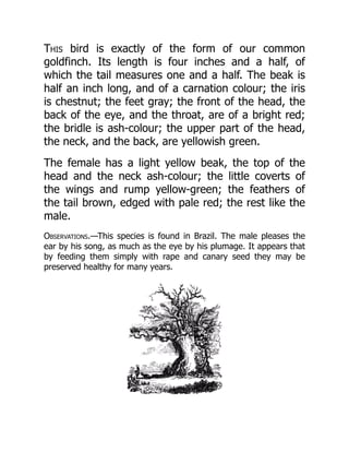 This bird is exactly of the form of our common
goldfinch. Its length is four inches and a half, of
which the tail measures one and a half. The beak is
half an inch long, and of a carnation colour; the iris
is chestnut; the feet gray; the front of the head, the
back of the eye, and the throat, are of a bright red;
the bridle is ash-colour; the upper part of the head,
the neck, and the back, are yellowish green.
The female has a light yellow beak, the top of the
head and the neck ash-colour; the little coverts of
the wings and rump yellow-green; the feathers of
the tail brown, edged with pale red; the rest like the
male.
Observations.—This species is found in Brazil. The male pleases the
ear by his song, as much as the eye by his plumage. It appears that
by feeding them simply with rape and canary seed they may be
preserved healthy for many years.
 