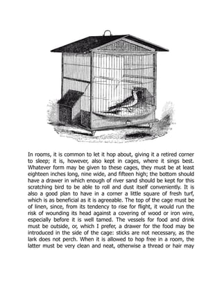 In rooms, it is common to let it hop about, giving it a retired corner
to sleep; it is, however, also kept in cages, where it sings best.
Whatever form may be given to these cages, they must be at least
eighteen inches long, nine wide, and fifteen high; the bottom should
have a drawer in which enough of river sand should be kept for this
scratching bird to be able to roll and dust itself conveniently. It is
also a good plan to have in a corner a little square of fresh turf,
which is as beneficial as it is agreeable. The top of the cage must be
of linen, since, from its tendency to rise for flight, it would run the
risk of wounding its head against a covering of wood or iron wire,
especially before it is well tamed. The vessels for food and drink
must be outside, or, which I prefer, a drawer for the food may be
introduced in the side of the cage: sticks are not necessary, as the
lark does not perch. When it is allowed to hop free in a room, the
latter must be very clean and neat, otherwise a thread or hair may
 