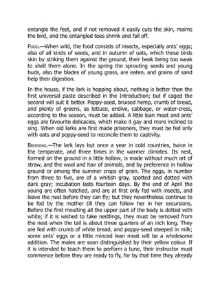 entangle the feet, and if not removed it easily cuts the skin, maims
the bird, and the entangled toes shrink and fall off.
Food.—When wild, the food consists of insects, especially ants’ eggs;
also of all kinds of seeds, and in autumn of oats, which these birds
skin by striking them against the ground, their beak being too weak
to shell them alone. In the spring the sprouting seeds and young
buds, also the blades of young grass, are eaten, and grains of sand
help their digestion.
In the house, if the lark is hopping about, nothing is better than the
first universal paste described in the Introduction; but if caged the
second will suit it better. Poppy-seed, bruised hemp, crumb of bread,
and plenty of greens, as lettuce, endive, cabbage, or water-cress,
according to the season, must be added. A little lean meat and ants’
eggs are favourite delicacies, which make it gay and more inclined to
sing. When old larks are first made prisoners, they must be fed only
with oats and poppy-seed to reconcile them to captivity.
Breeding.—The lark lays but once a year in cold countries, twice in
the temperate, and three times in the warmer climates. Its nest,
formed on the ground in a little hollow, is made without much art of
straw, and the wool and hair of animals, and by preference in hollow
ground or among the summer crops of grain. The eggs, in number
from three to five, are of a whitish gray, spotted and dotted with
dark gray; incubation lasts fourteen days. By the end of April the
young are often hatched, and are at first only fed with insects, and
leave the nest before they can fly; but they nevertheless continue to
be fed by the mother till they can follow her in her excursions.
Before the first moulting all the upper part of the body is dotted with
white; if it is wished to take nestlings, they must be removed from
the nest when the tail is about three quarters of an inch long. They
are fed with crumb of white bread, and poppy-seed steeped in milk;
some ants’ eggs or a little minced lean meat will be a wholesome
addition. The males are soon distinguished by their yellow colour. If
it is intended to teach them to perform a tune, their instructor must
commence before they are ready to fly, for by that time they already
 