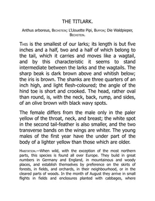 THE TITLARK.
Anthus arboreus, Bechstein; L’Llouette Pipi, Buffon; Die Waldpieper,
Bechstein.
This is the smallest of our larks; its length is but five
inches and a half, two and a half of which belong to
the tail, which it carries and moves like a wagtail,
and by this characteristic it seems to stand
intermediate between the larks and the wagtails. The
sharp beak is dark brown above and whitish below;
the iris is brown. The shanks are three quarters of an
inch high, and light flesh-coloured; the angle of the
hind toe is short and crooked. The head, rather oval
than round, is, with the neck, back, rump, and sides,
of an olive brown with black wavy spots.
The female differs from the male only in the paler
yellow of the throat, neck, and breast; the white spot
in the second tail-feather is also smaller, and the two
transverse bands on the wings are whiter. The young
males of the first year have the under part of the
body of a lighter yellow than those which are older.
Habitation.—When wild, with the exception of the most northern
parts, this species is found all over Europe. They build in great
numbers in Germany and England, in mountainous and woody
places, and establish themselves by preference on the skirts of
forests, in fields, and orchards, in their neighbourhood, or in the
cleared parts of woods. In the month of August they arrive in small
flights in fields and enclosures planted with cabbages, where
 