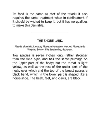 Its food is the same as that of the titlark; it also
requires the same treatment when in confinement if
it should be wished to keep it, but it has no qualities
to make this desirable.
THE SHORE LARK.
Alauda alpestris, Linnæus; Alouette Haussecol noir, ou Alouette de
Virginie, Buffon; Die Berglerche, Bechstein.
This species is seven inches long, rather stronger
than the field pipit, and has the same plumage on
the upper part of the body; but the throat is light
yellow, as well as the rest of the under part of the
neck, over which and the top of the breast passes a
black band, which in the lower part is shaped like a
horse-shoe. The beak, feet, and claws, are black.
 