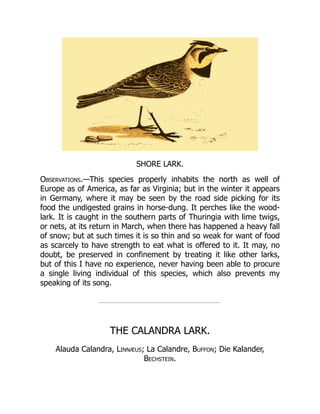 SHORE LARK.
Observations.—This species properly inhabits the north as well of
Europe as of America, as far as Virginia; but in the winter it appears
in Germany, where it may be seen by the road side picking for its
food the undigested grains in horse-dung. It perches like the wood-
lark. It is caught in the southern parts of Thuringia with lime twigs,
or nets, at its return in March, when there has happened a heavy fall
of snow; but at such times it is so thin and so weak for want of food
as scarcely to have strength to eat what is offered to it. It may, no
doubt, be preserved in confinement by treating it like other larks,
but of this I have no experience, never having been able to procure
a single living individual of this species, which also prevents my
speaking of its song.
THE CALANDRA LARK.
Alauda Calandra, Linnæus; La Calandre, Buffon; Die Kalander,
Bechstein.
 