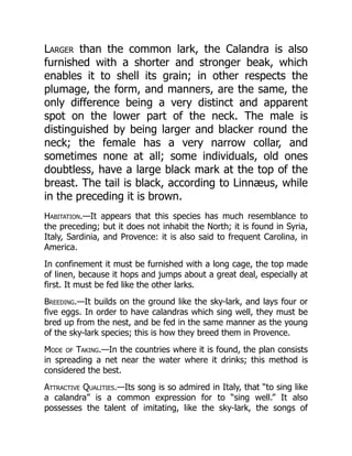 Larger than the common lark, the Calandra is also
furnished with a shorter and stronger beak, which
enables it to shell its grain; in other respects the
plumage, the form, and manners, are the same, the
only difference being a very distinct and apparent
spot on the lower part of the neck. The male is
distinguished by being larger and blacker round the
neck; the female has a very narrow collar, and
sometimes none at all; some individuals, old ones
doubtless, have a large black mark at the top of the
breast. The tail is black, according to Linnæus, while
in the preceding it is brown.
Habitation.—It appears that this species has much resemblance to
the preceding; but it does not inhabit the North; it is found in Syria,
Italy, Sardinia, and Provence: it is also said to frequent Carolina, in
America.
In confinement it must be furnished with a long cage, the top made
of linen, because it hops and jumps about a great deal, especially at
first. It must be fed like the other larks.
Breeding.—It builds on the ground like the sky-lark, and lays four or
five eggs. In order to have calandras which sing well, they must be
bred up from the nest, and be fed in the same manner as the young
of the sky-lark species; this is how they breed them in Provence.
Mode of Taking.—In the countries where it is found, the plan consists
in spreading a net near the water where it drinks; this method is
considered the best.
Attractive Qualities.—Its song is so admired in Italy, that “to sing like
a calandra” is a common expression for to “sing well.” It also
possesses the talent of imitating, like the sky-lark, the songs of
 
