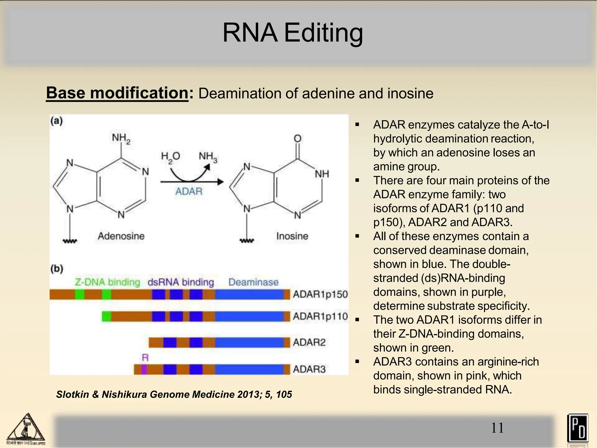 RNA Editing
Base modification: Deamination of adenine and inosine
Slotkin & Nishikura Genome Medicine 2013; 5, 105
 ADAR enzymes catalyze the A-to-I
hydrolytic deamination reaction,
by which an adenosine loses an
amine group.
 There are four main proteins of the
ADAR enzyme family: two
isoforms of ADAR1 (p110 and
p150), ADAR2 and ADAR3.
 All of these enzymes contain a
conserved deaminase domain,
shown in blue. The double-
stranded (ds)RNA-binding
domains, shown in purple,
determine substrate specificity.
 The two ADAR1 isoforms differ in
their Z-DNA-binding domains,
shown in green.
 ADAR3 contains an arginine-rich
domain, shown in pink, which
binds single-stranded RNA.
11
 