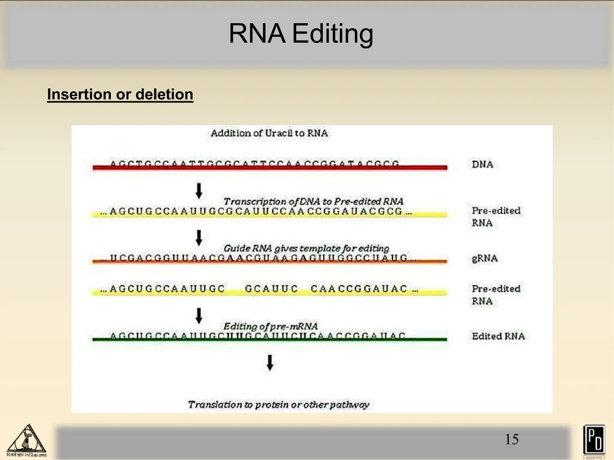 RNA Editing
Insertion or deletion
15
 