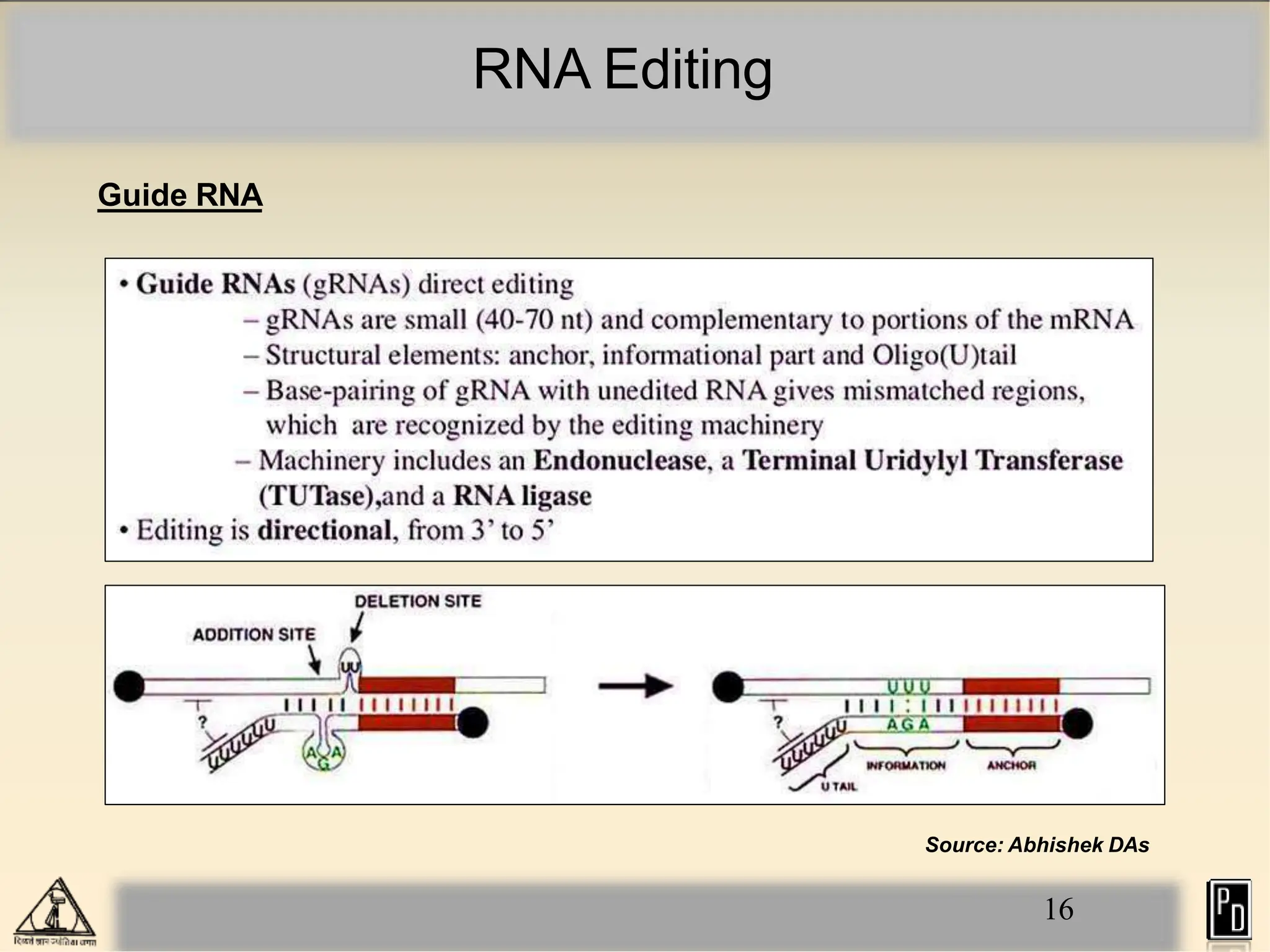RNA Editing
Guide RNA
Source: Abhishek DAs
16
 