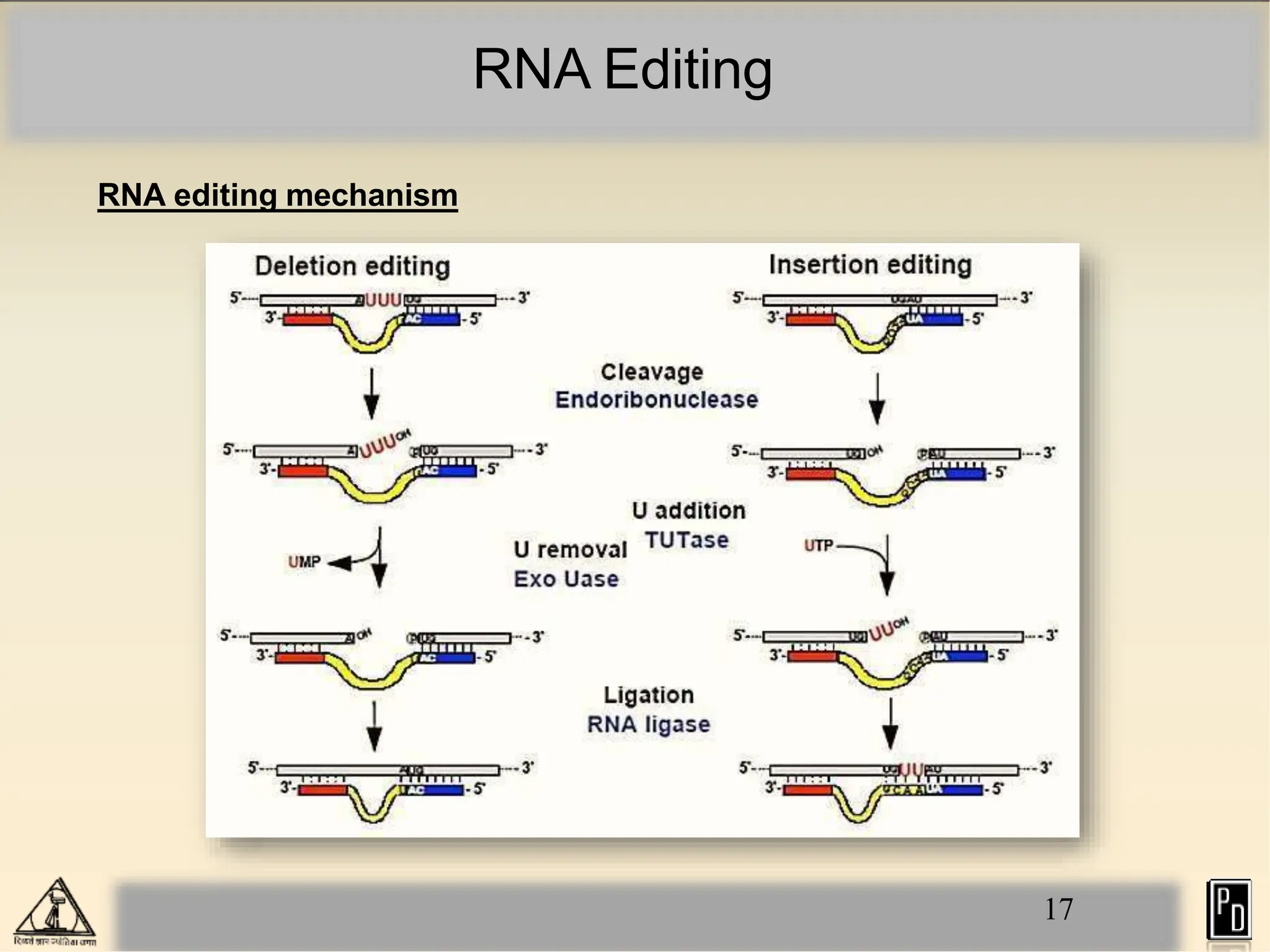 RNA Editing
RNA editing mechanism
17
 