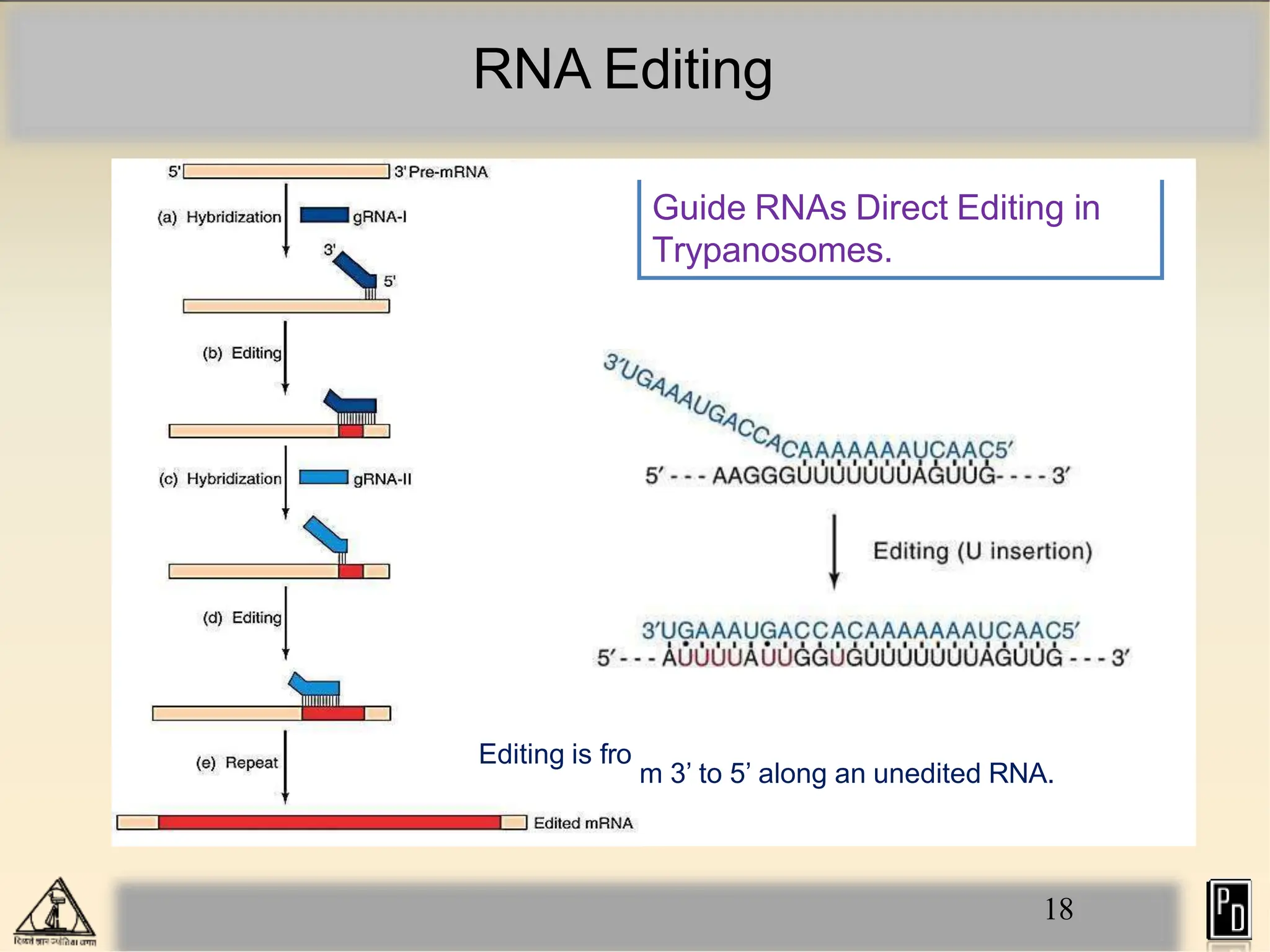 RNA Editing
Editing is fro
18
Guide RNAs Direct Editing in
Trypanosomes.
m 3’ to 5’ along an unedited RNA.
 