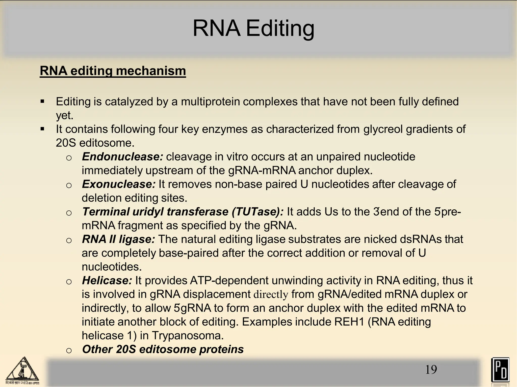 RNA Editing
19
RNA editing mechanism
 Editing is catalyzed by a multiprotein complexes that have not been fully defined
yet.
 It contains following four key enzymes as characterized from glycreol gradients of
20S editosome.
o Endonuclease: cleavage in vitro occurs at an unpaired nucleotide
immediately upstream of the gRNA-mRNA anchor duplex.
o Exonuclease: It removes non-base paired U nucleotides after cleavage of
deletion editing sites.
o Terminal uridyl transferase (TUTase): It adds Us to the 3
´end of the 5
´pre-
mRNA fragment as specified by the gRNA.
o RNA II ligase: The natural editing ligase substrates are nicked dsRNAs that
are completely base-paired after the correct addition or removal of U
nucleotides.
o Helicase: It provides ATP-dependent unwinding activity in RNA editing, thus it
is involved in gRNA displacement directly from gRNA/edited mRNA duplex or
indirectly, to allow 5
´gRNA to form an anchor duplex with the edited mRNA to
initiate another block of editing. Examples include REH1 (RNA editing
helicase 1) in Trypanosoma.
o Other 20S editosome proteins
 