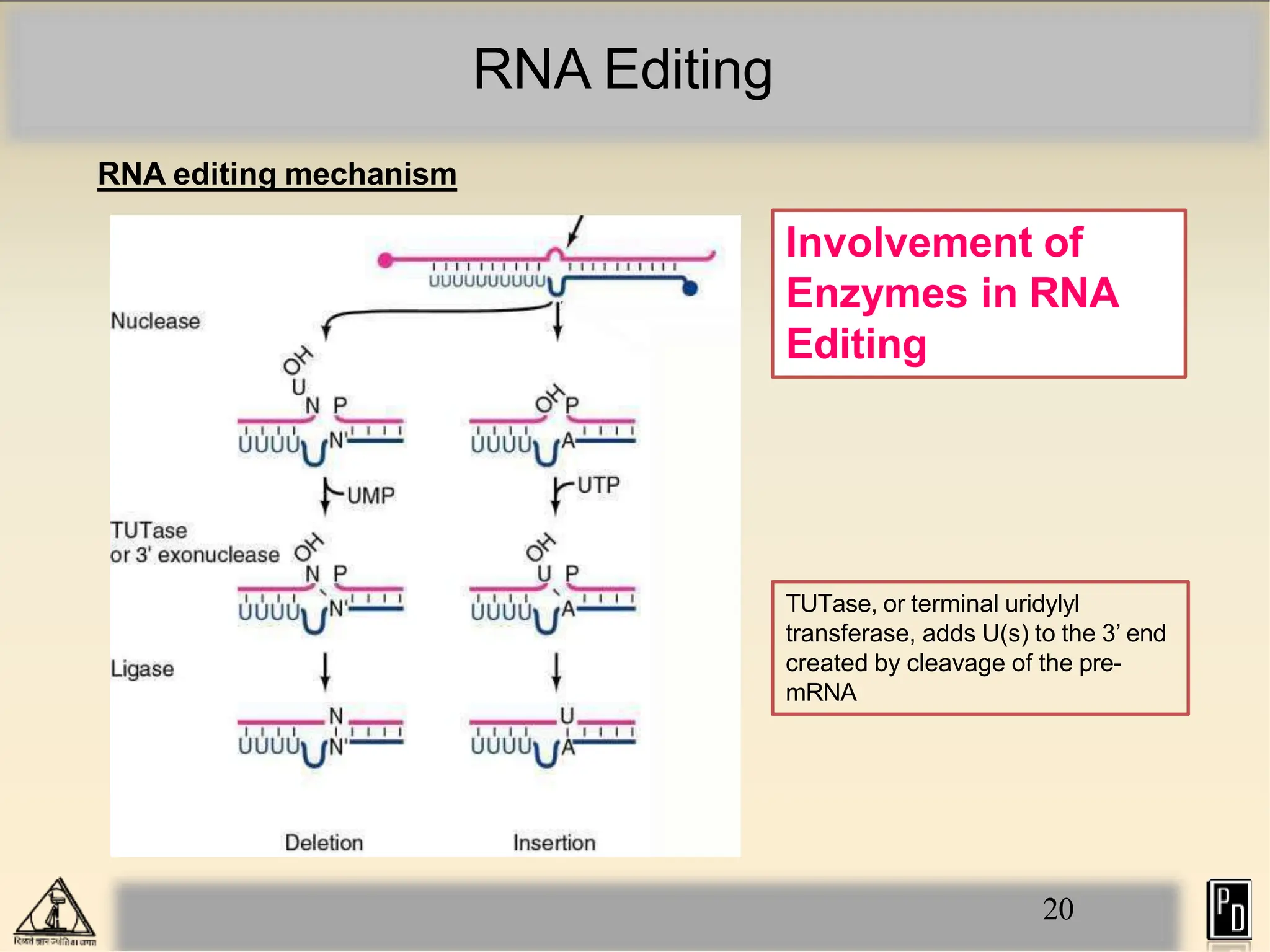 RNA Editing
RNA editing mechanism
TUTase, or terminal uridylyl
transferase, adds U(s) to the 3’ end
created by cleavage of the pre-
mRNA
20
Involvement of
Enzymes in RNA
Editing
 