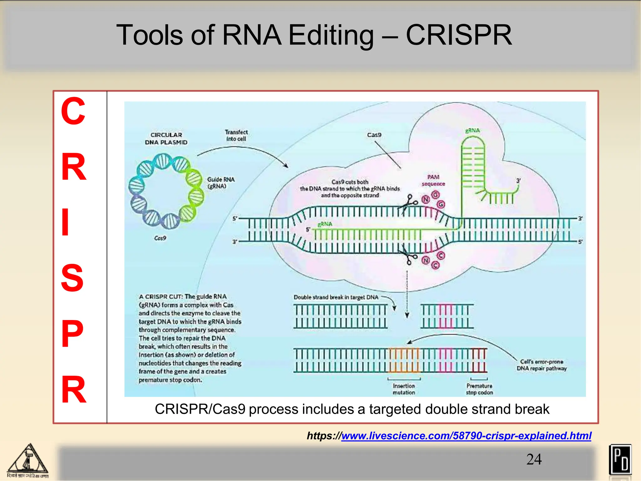 Tools of RNA Editing – CRISPR
C
R
I
S
P
R CRISPR/Cas9 process includes a targeted double strand break
24
https://www.livescience.com/58790-crispr-explained.html
 