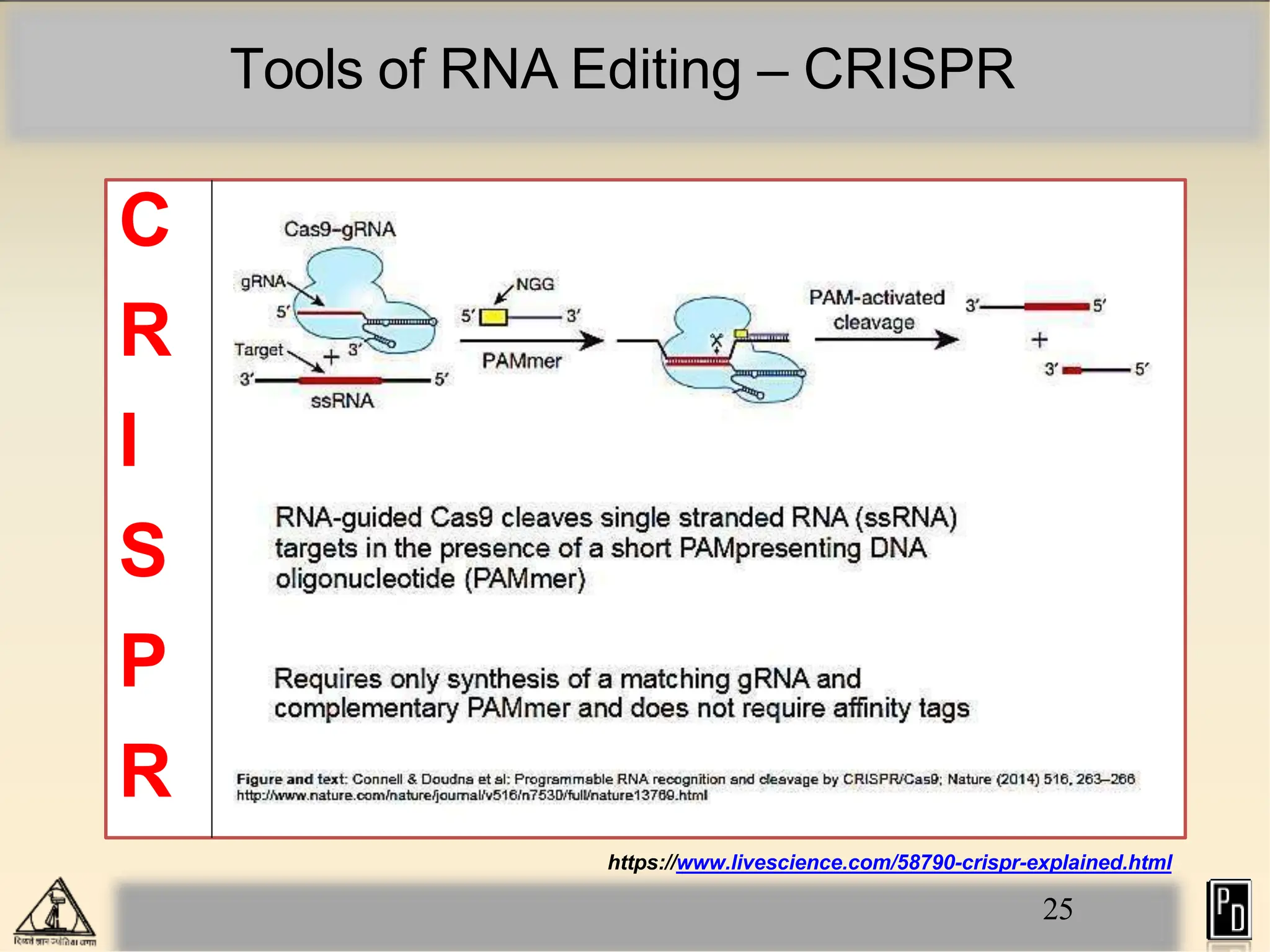 Tools of RNA Editing – CRISPR
C
R
I
S
P
R
https://www.livescience.com/58790-crispr-explained.html
25
 