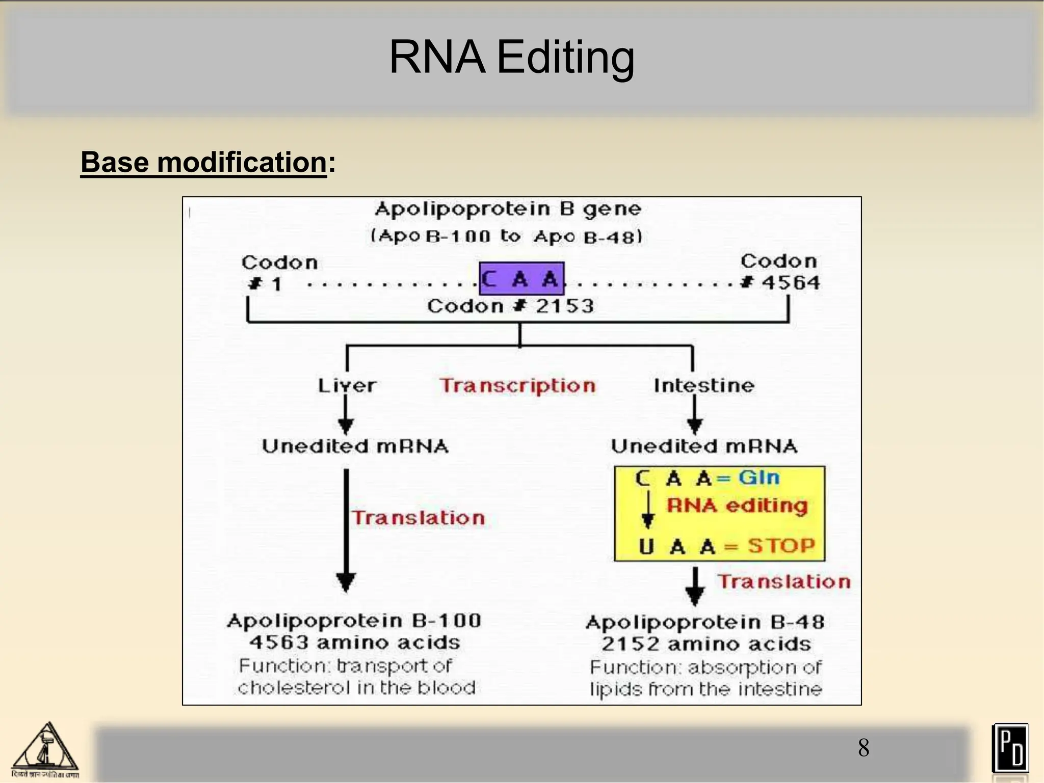 RNA Editing
Base modification:
8
 