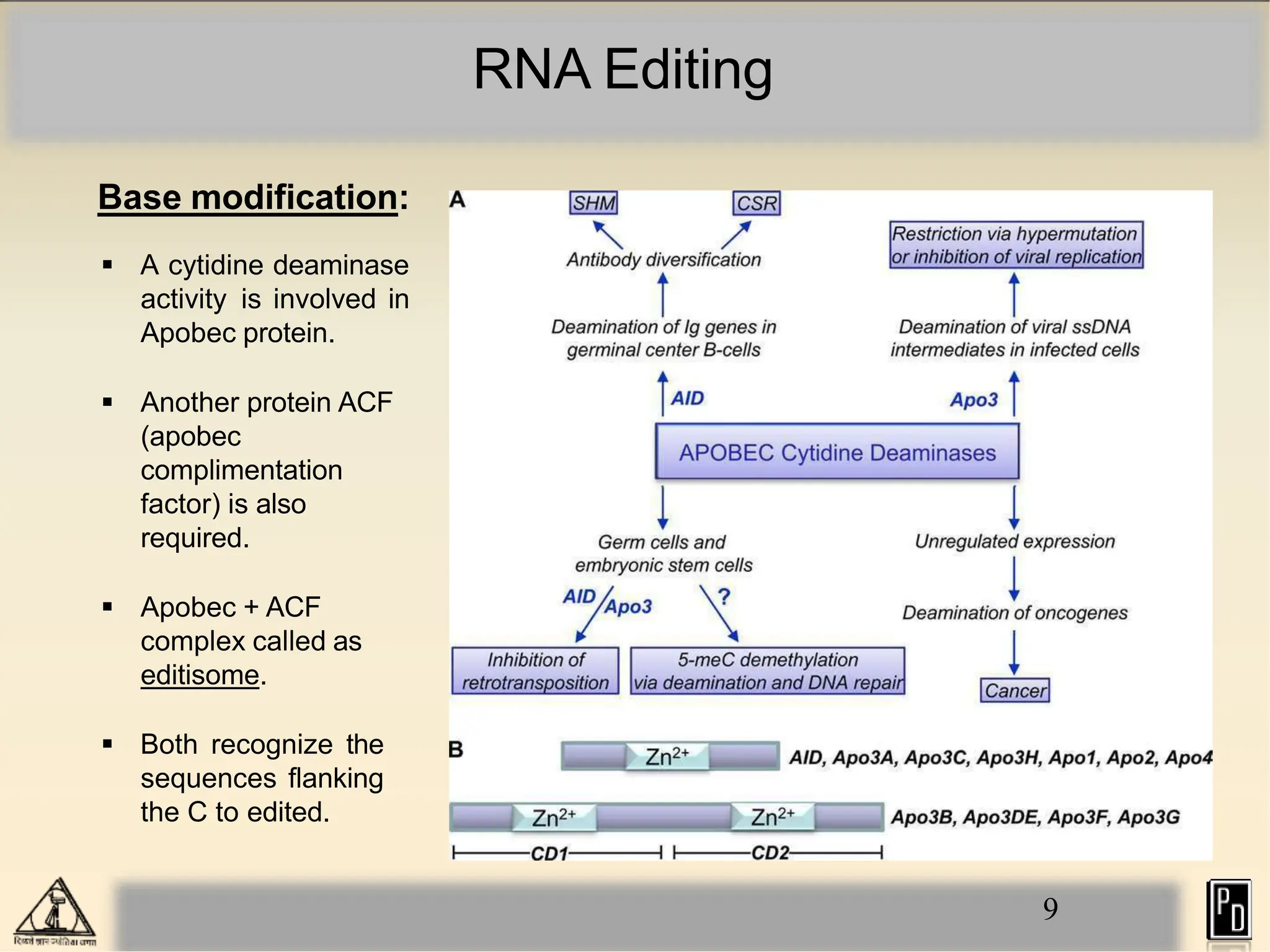 RNA Editing
Base modification:
 A cytidine deaminase
activity is involved in
Apobec protein.
 Another protein ACF
(apobec
complimentation
factor) is also
required.
 Apobec + ACF
complex called as
editisome.
 Both recognize the
sequences flanking
the C to edited.
9
 